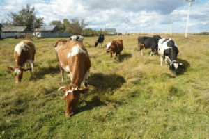 Мероприятия при лейкозе крупного рогатого скота